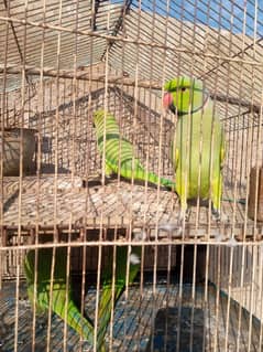 greenneck pair for sale