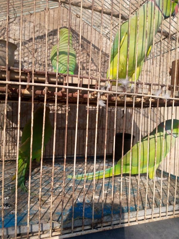 greenneck pair for sale 1