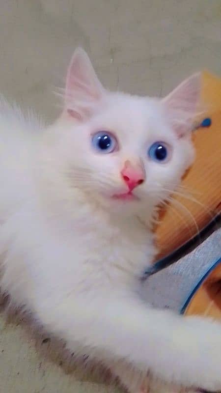 White Persian kitten 0