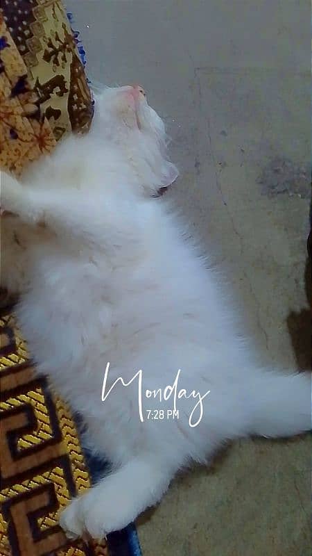 White Persian kitten 1