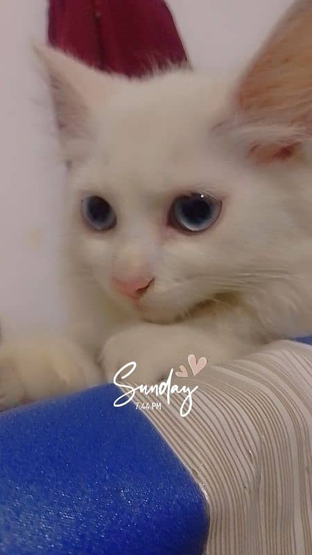 White Persian kitten 2