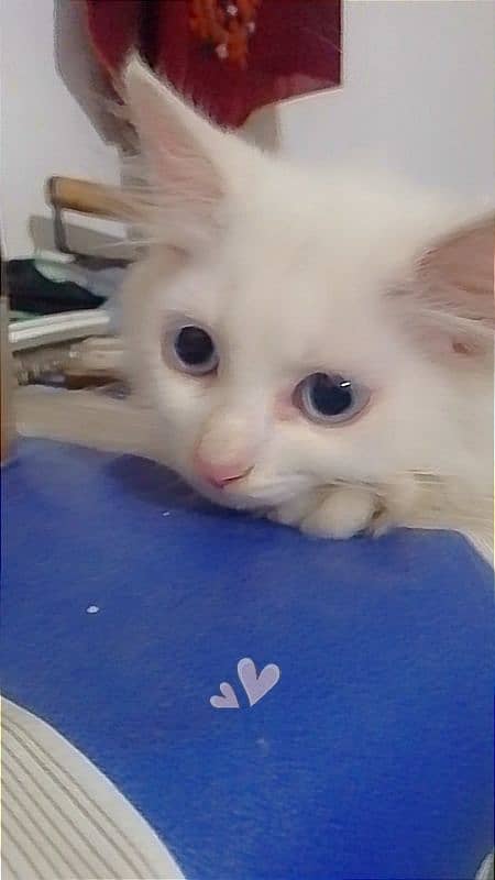 White Persian kitten 3