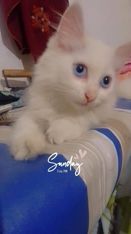 White Persian kitten 5