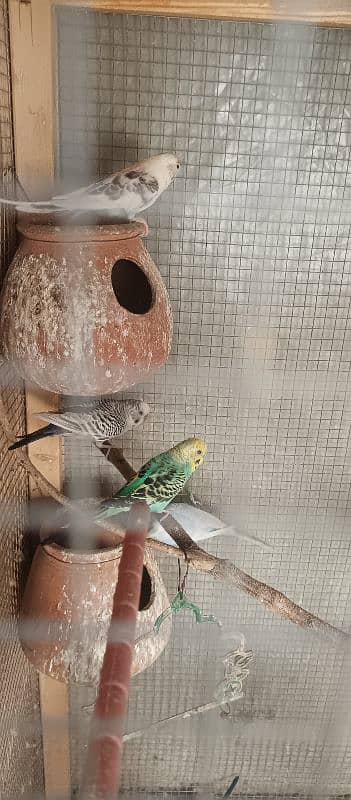 cage for sale with breeder pairs of budgies 3