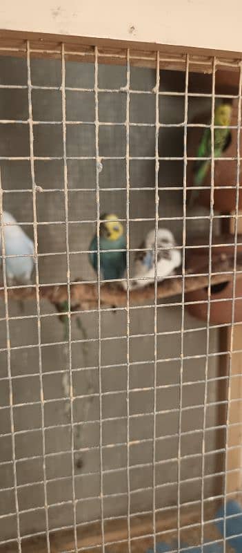 cage for sale with breeder pairs of budgies 4