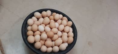 pure desi eggs