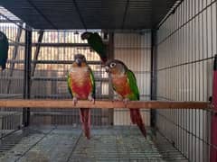 Conure | pair | parrot | red factor| birds | available