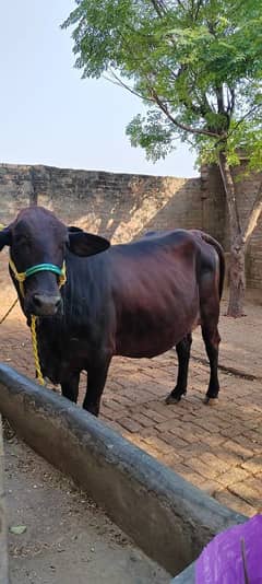 beautiful frezaan plus cholastani cow