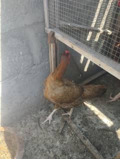 Aseel Hens Egg laying for Sale