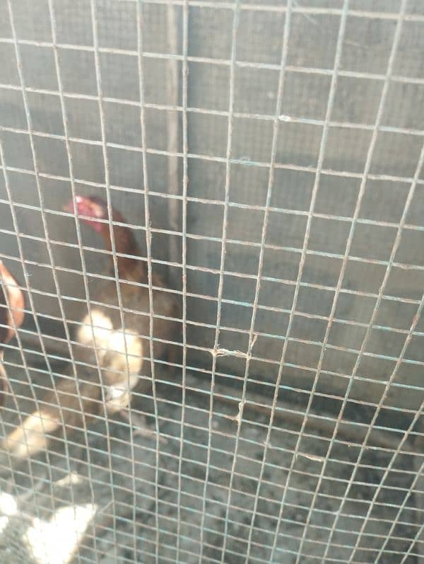 Aseel Hens Egg laying for Sale 1