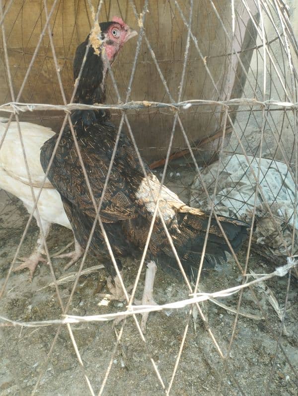 Aseel Hens Egg laying for Sale 2