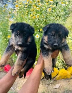 German Shepherd puppies for sale 03102538351