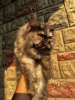 Pure Persian cat full punch face triple coated