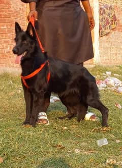 peur black shepherd female age 6 months for sale