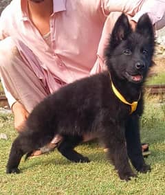 German Shepherd Puppies | Long Coat Puppy| gsd | dog for sale