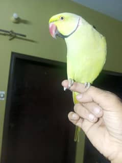 Green ringneck talking hand tame