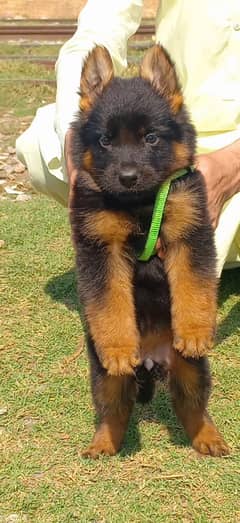 German Shepherd Puppies | Long Coat Puppy| gsd | dog for sale 0