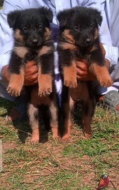 German Shepherd Puppies | Long Coat Puppy| gsd | dog for sale