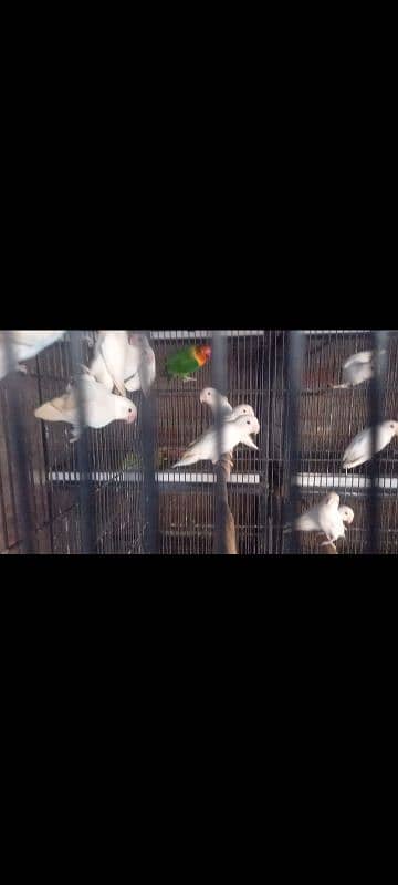 Albino Black eye 50 pice Available 0