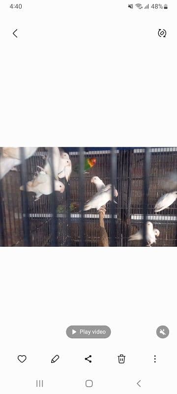 Albino Black eye 50 pice Available 2