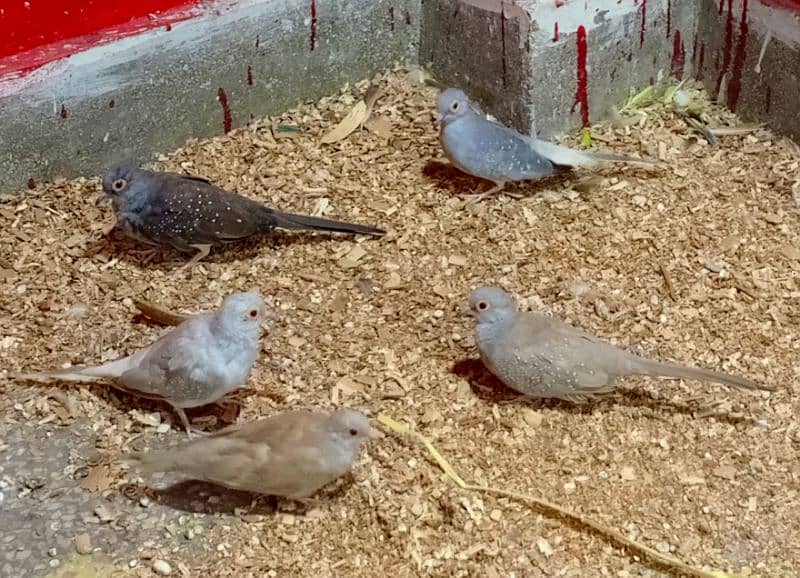 Bajri Parrot doves and Lakee Pigeon 3