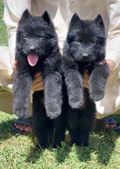 Black Shepherd Puppies | Long Coat Puppy| gsd | dog for sale