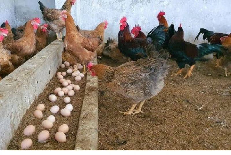 Dasi misry golden Chicken eggs   Delivery free in dha lahore 2