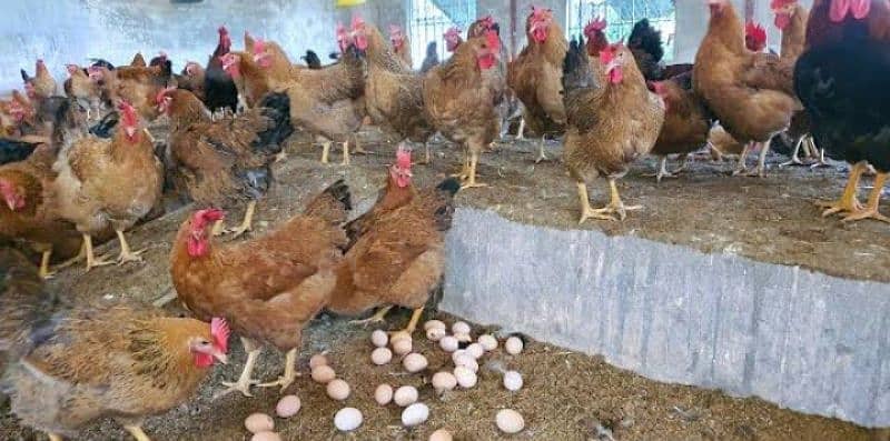 Dasi misry golden Chicken eggs   Delivery free in dha lahore 6