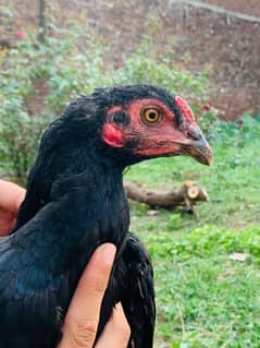 Black Aseel male bird for sale