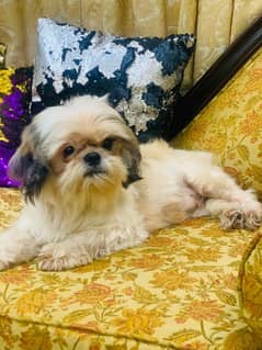 Shihtzu breeder female available for