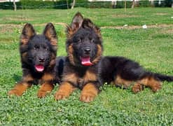 German Shepherd Puppies | Long Coat Puppy| gsd | dog for sale