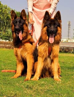 German Shepherd Breader pair | Long Coat Puppy | gsd | dog for sale