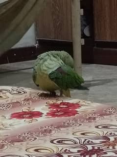 Talking parrot for sale