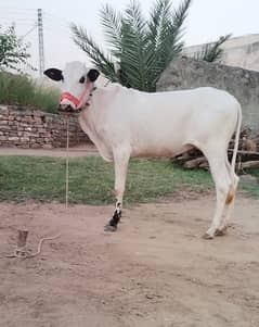 Kheeri Wachi Fatehjangi Nasal Pure Fateh Jang Bread