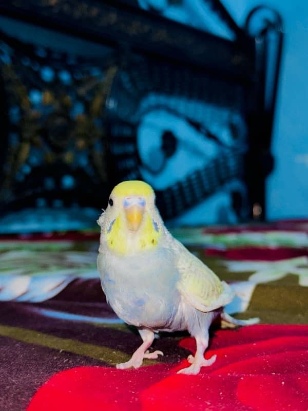 Grey australian parrot for sale 0