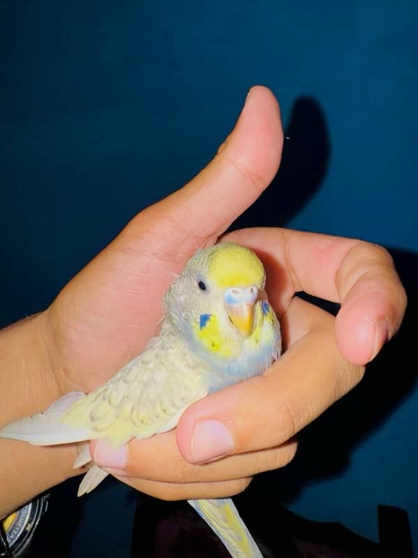 Grey australian parrot for sale 1