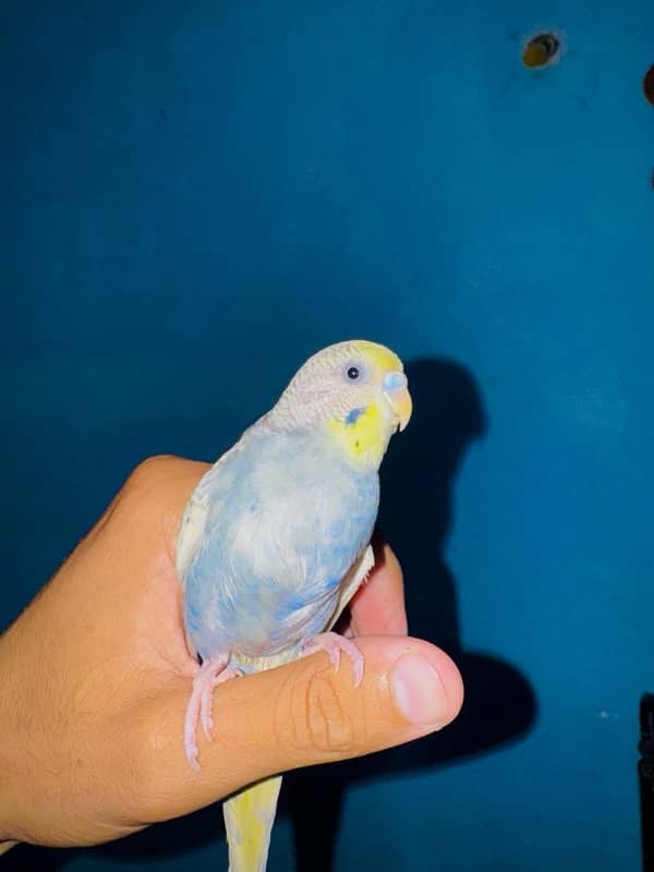 Grey australian parrot for sale 2