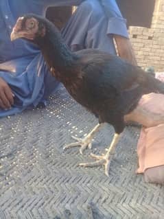 aseel female hen