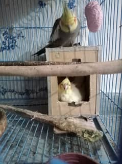 Cockatiel breeder pair. 1 pair of fisher with big size cage 0