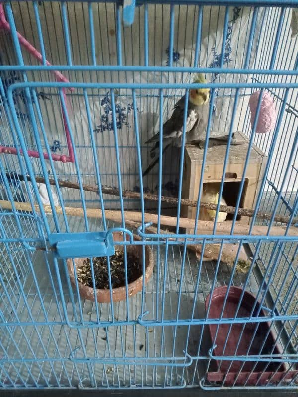 Cockatiel breeder pair. 1 pair of fisher with big size cage 1