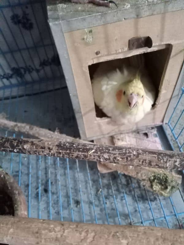 Cockatiel breeder pair. 1 pair of fisher with big size cage 4