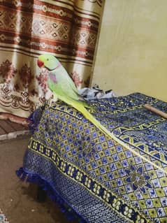 Raw parrot Jumbo Size Quality a show original pics attach 0