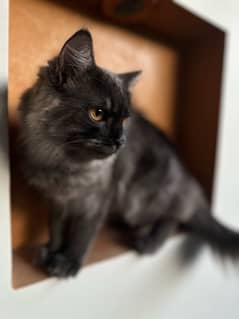 Black male triple coated persian cat for sale