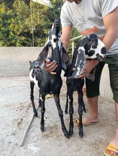 Bakra Or Bakri for sale pair hai Beetle Cross