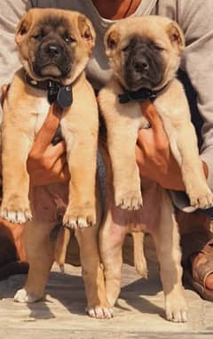 king Turkish kangal pair show quality daball hadi ful security dogs fs