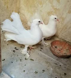 pigeon kabooter pair sale 0