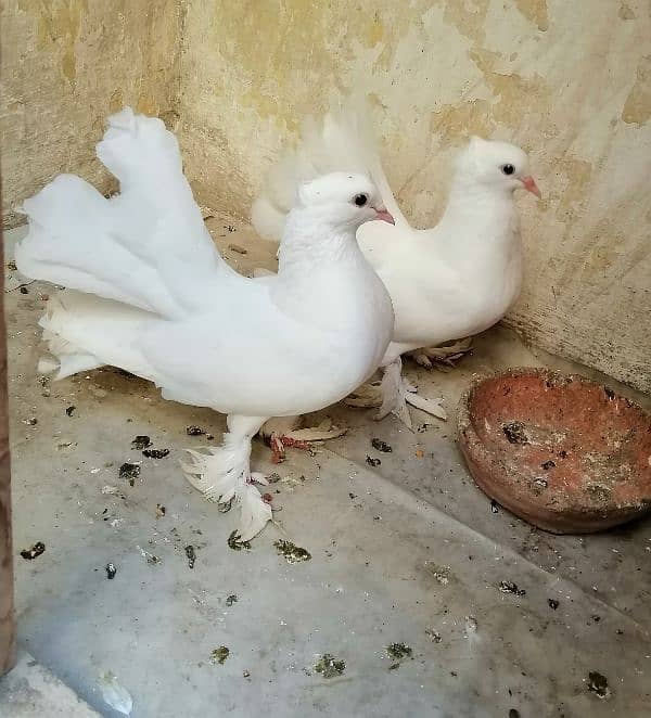 pigeon kabooter pair sale 0