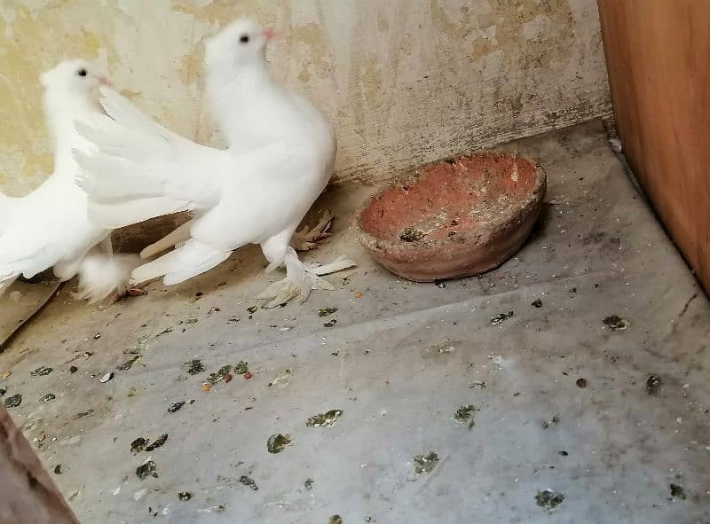 pigeon kabooter pair sale 1