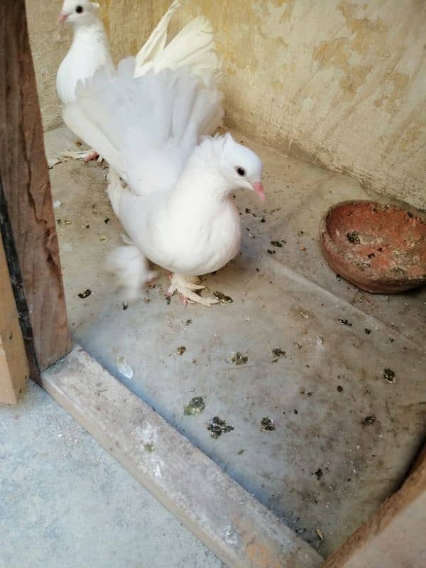 pigeon kabooter pair sale 2