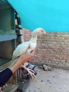 aseel Hera chicks for sale